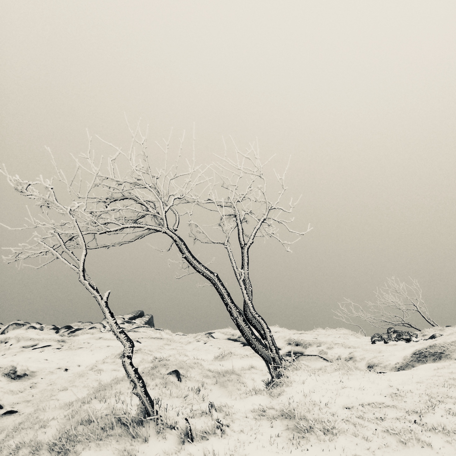 Arbres givrés sur les chaumes enneigées des Hautes-Vosges, près de Gérardmer