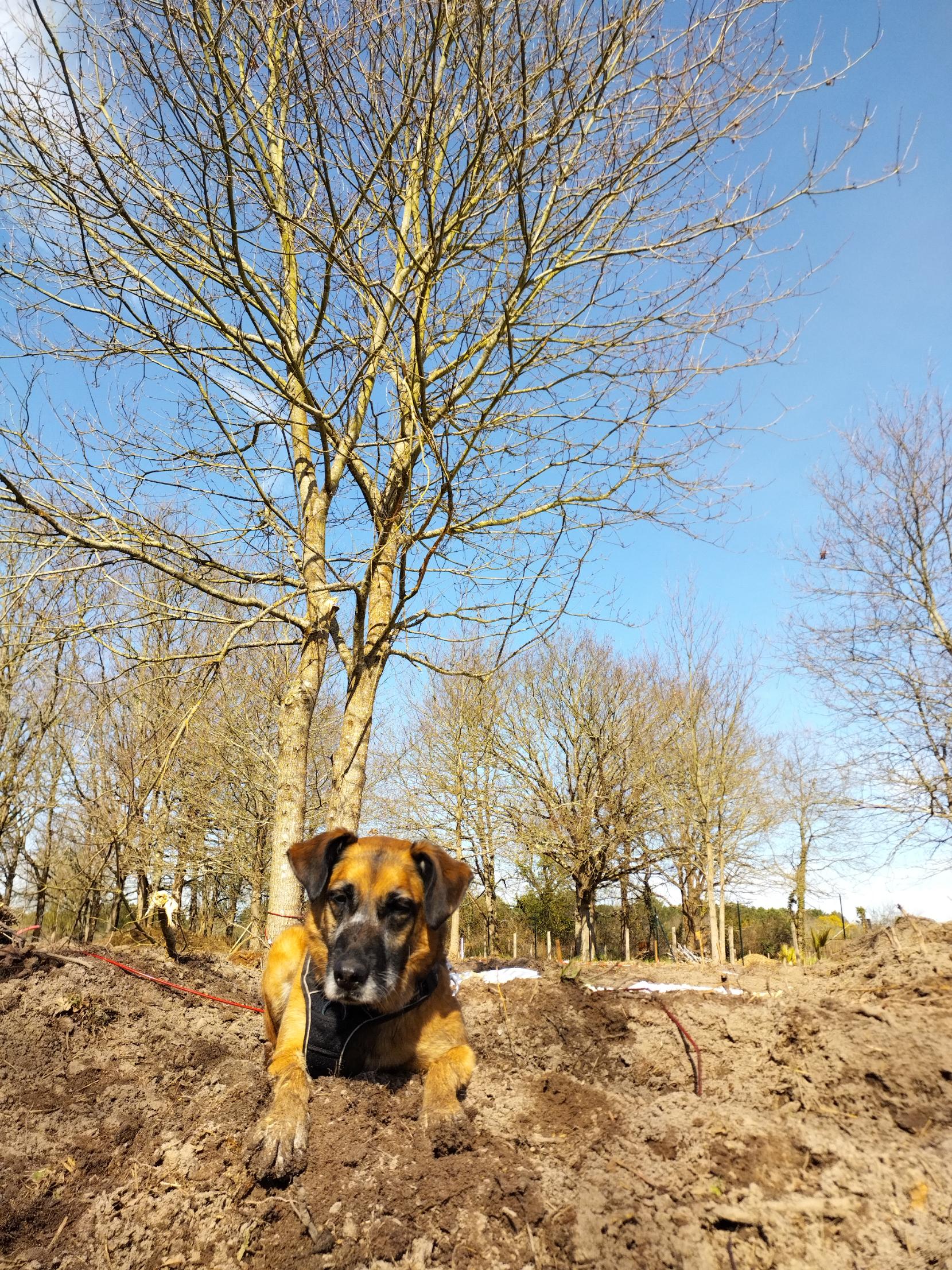 Un chien allongé sous un arbre