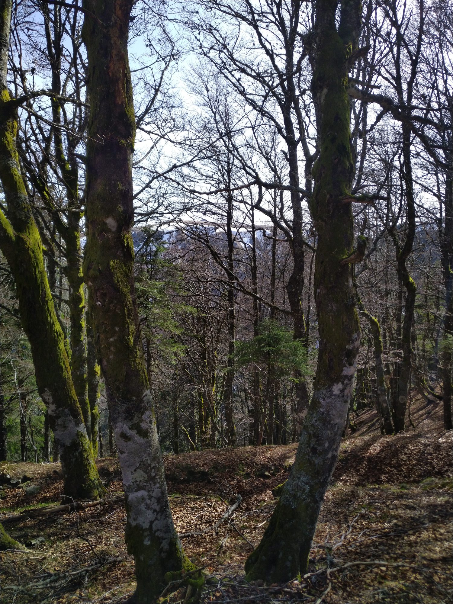 Un sentier forestier au-dessus de Gérardmer